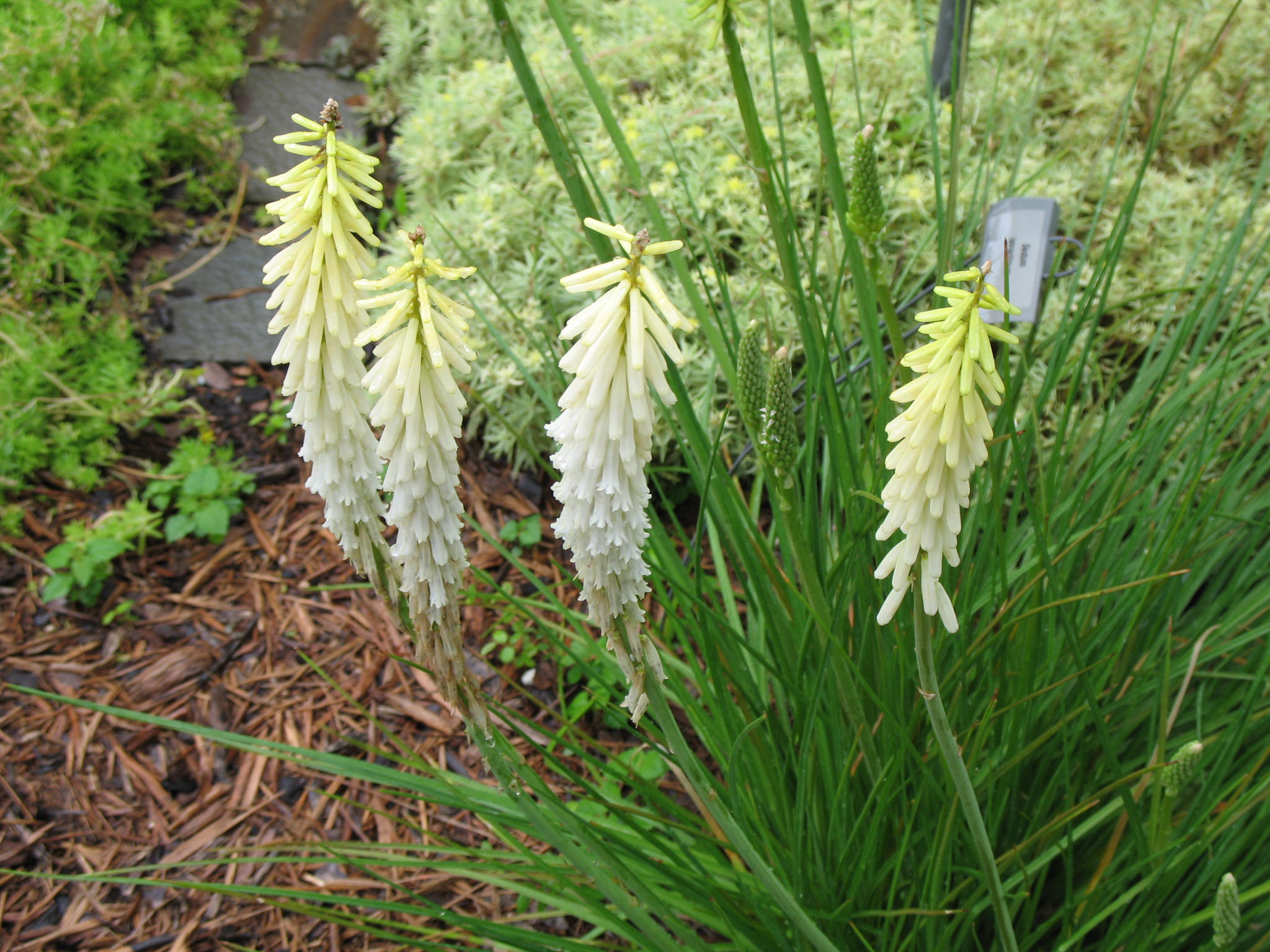 Kniphofia 'Little Maid'   / Little Maid Red Hot Poker