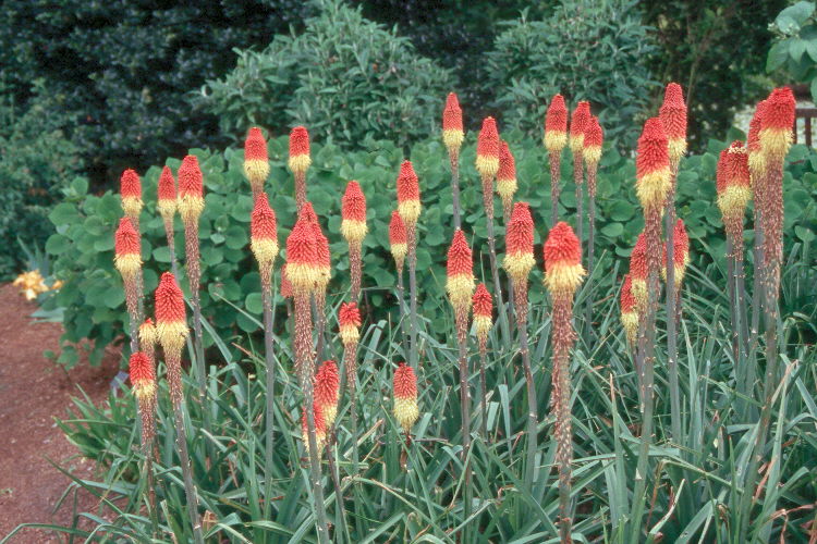 Kniphofia uvaria  / Red Hot Poker