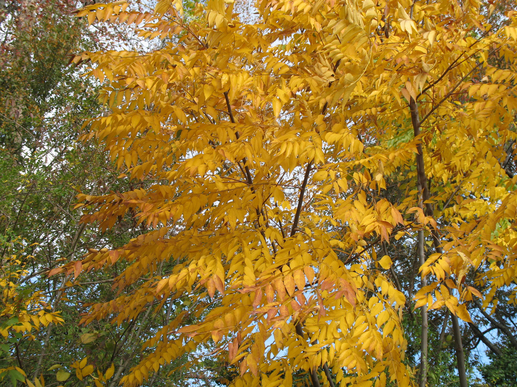 Koelreuteria bipinnata  / Chinese Flame Tree