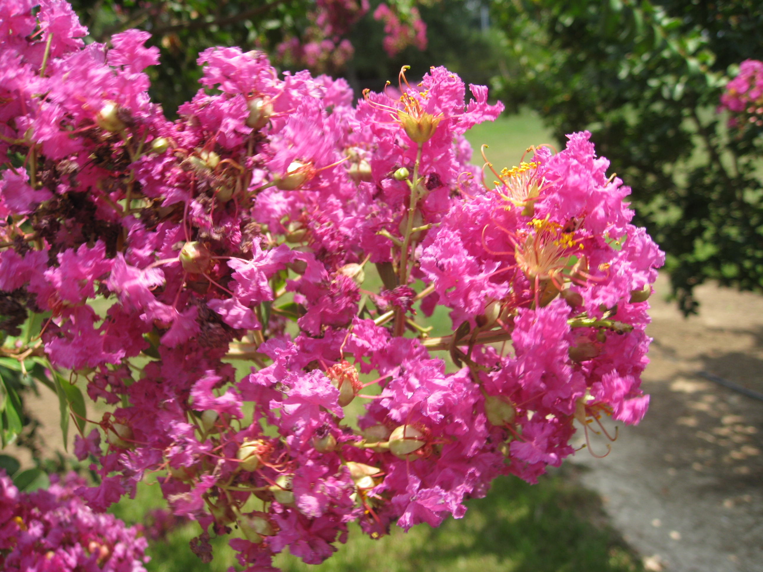 Lagerstroemia 'Twilight' / Twilight Crape Myrtle