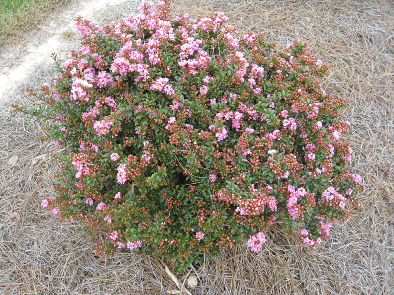 Lagerstroemia   Chicksaw' / Lagerstroemia   Chicksaw'