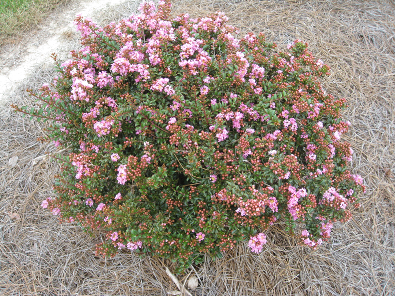 Lagerstroemia   Chicksaw' / Lagerstroemia   Chicksaw'