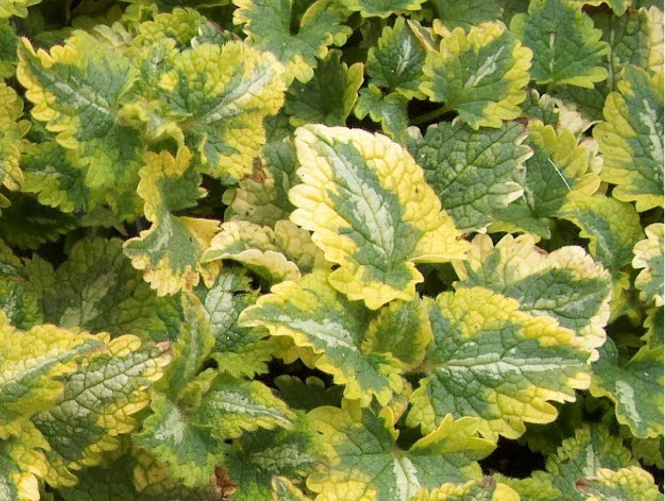 Lamium maculatum 'Anne Greenway' / Lamium maculatum 'Anne Greenway'