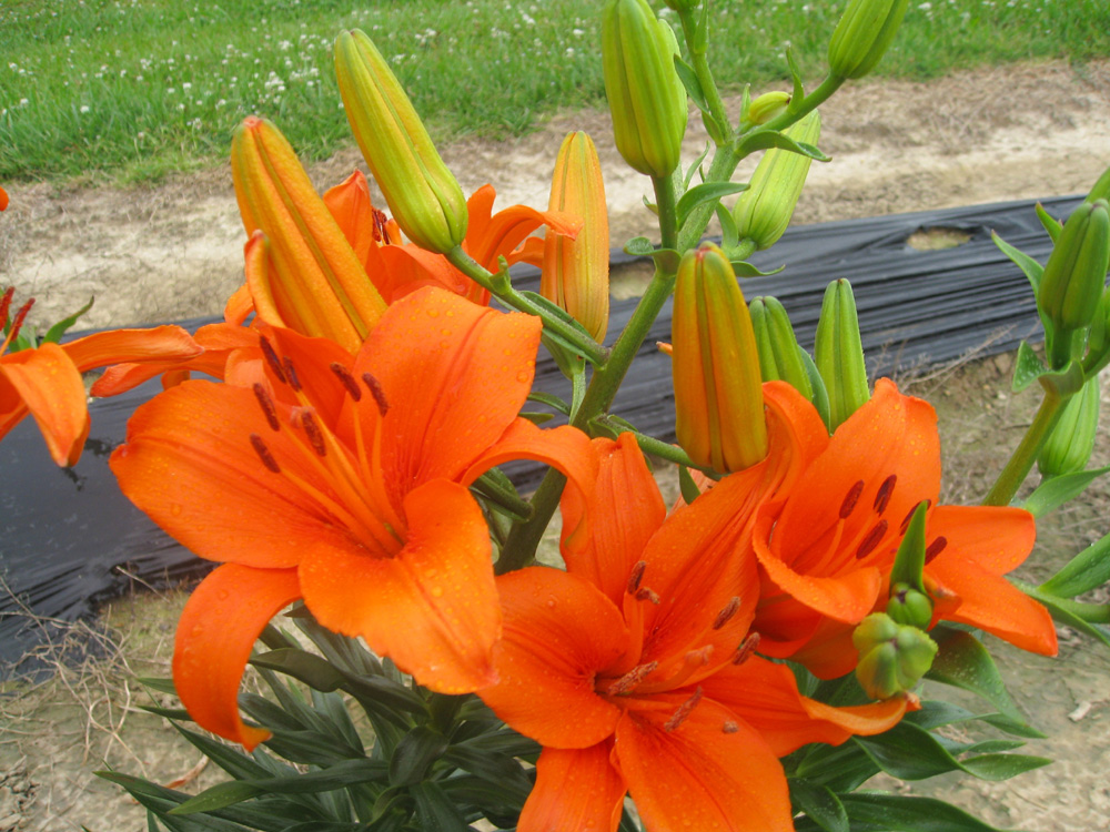 Lilium 'Brunello'  / Asiatic Lily