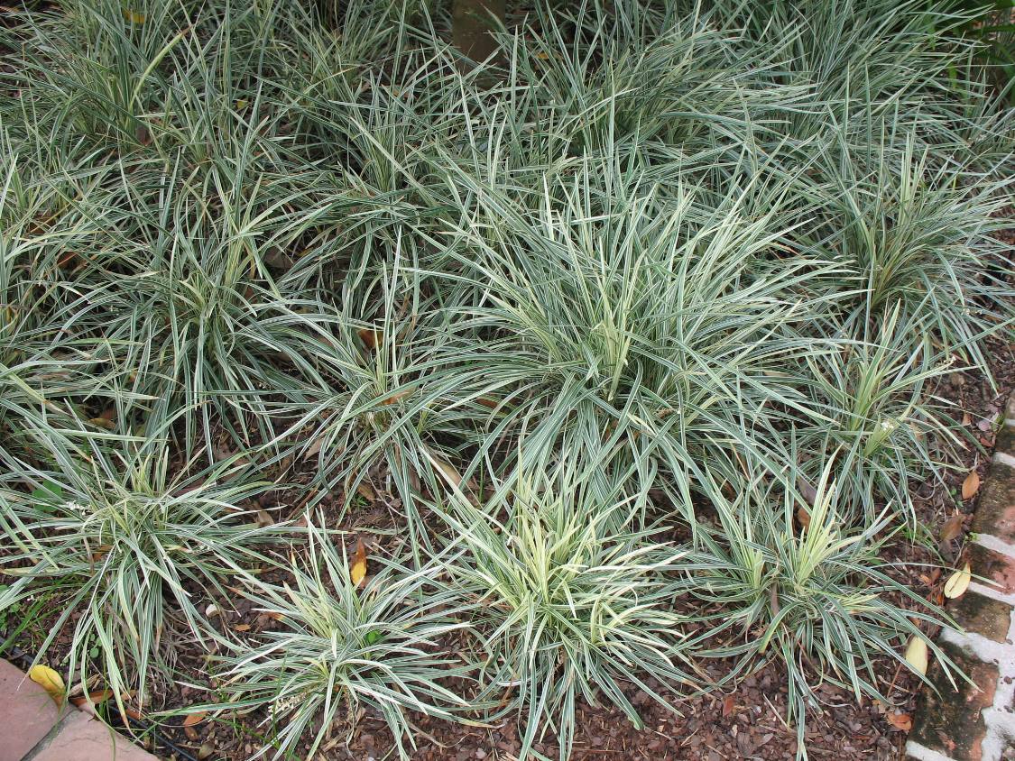 Liriope muscari 'Aztec' / Aztec Grass