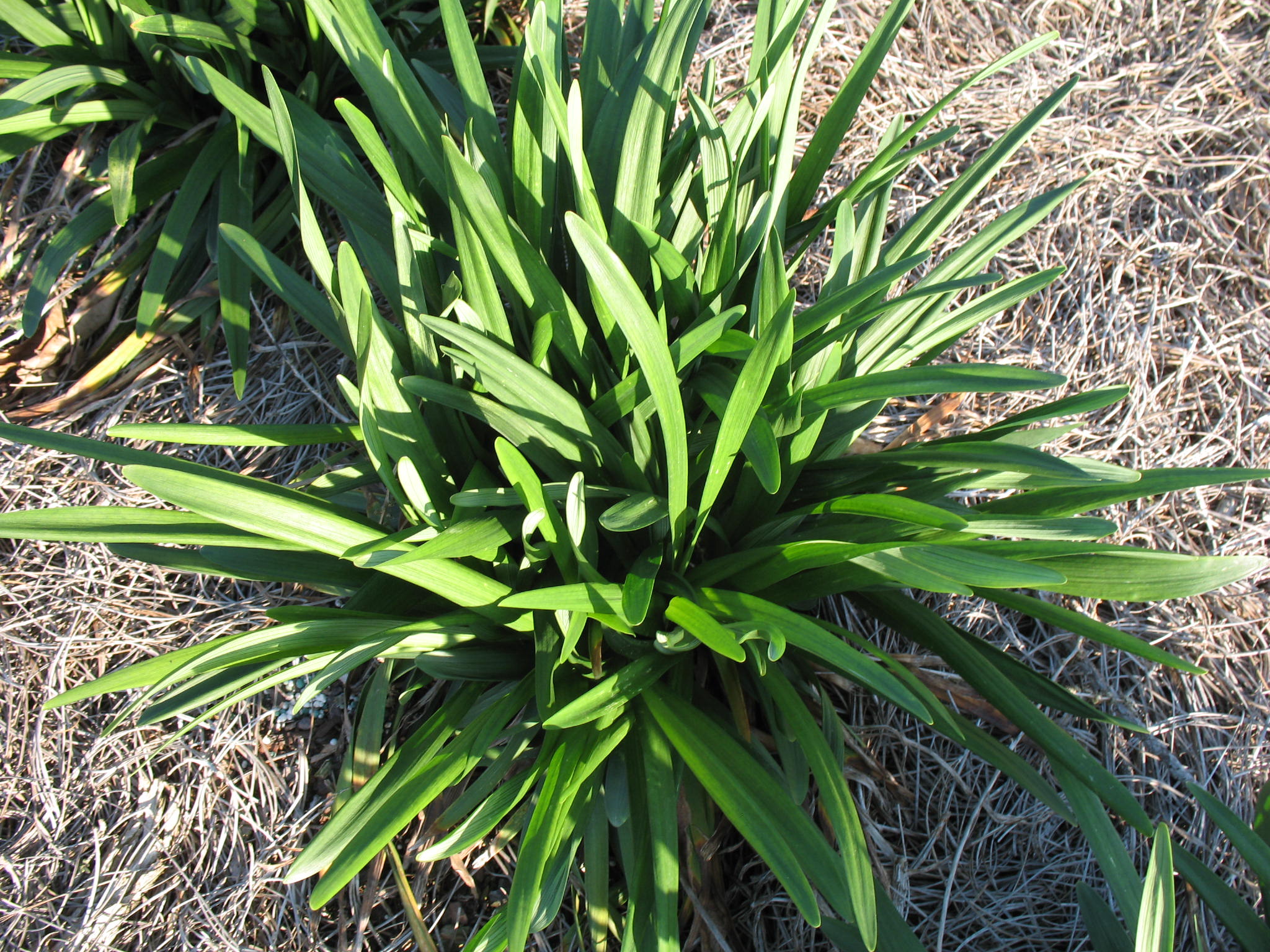 Liriope muscari 'Cleopatra'  / Liriope muscari 'Cleopatra' 