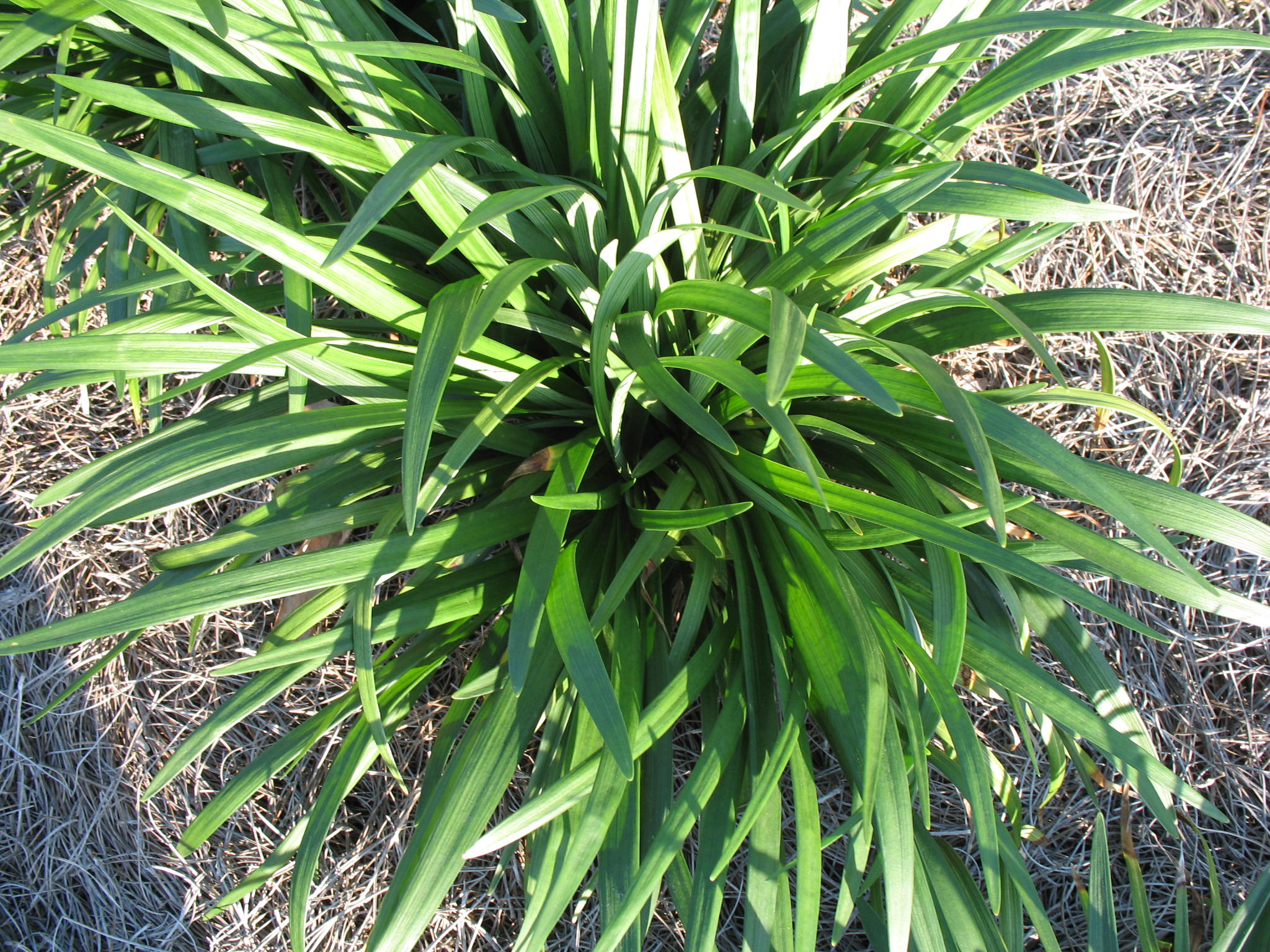 Liriope muscari 'Emerald Goddess'  / Emerald Goddess Liriope