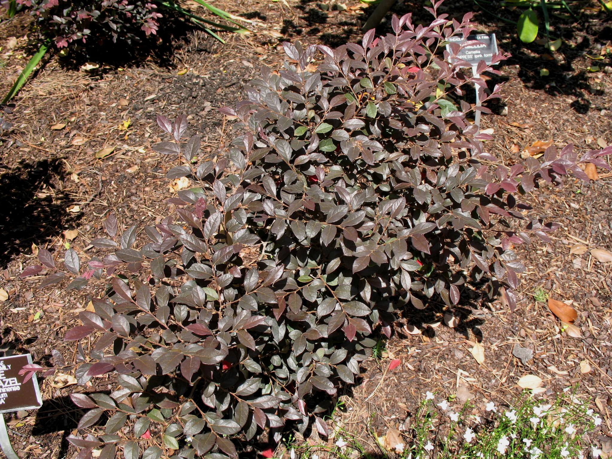 Loropetalum chinense var. rubrum 'Daruma'  / Dwarf Fringe Flower.