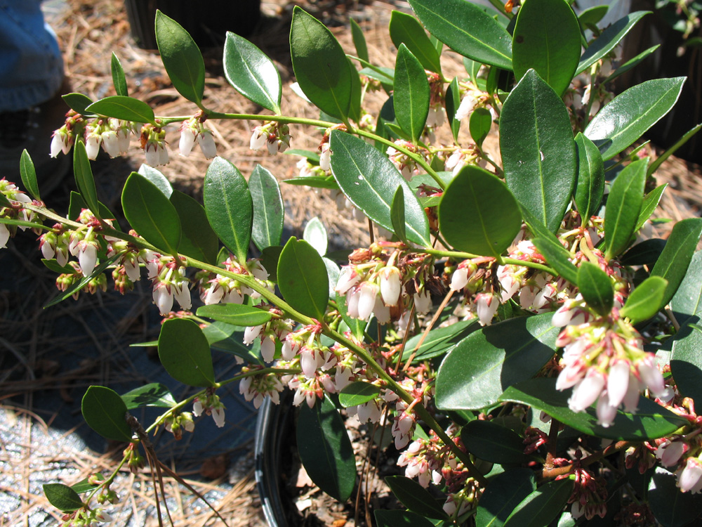 Lyonia lucida 'Round Lake' / Lyonia lucida 'Round Lake'