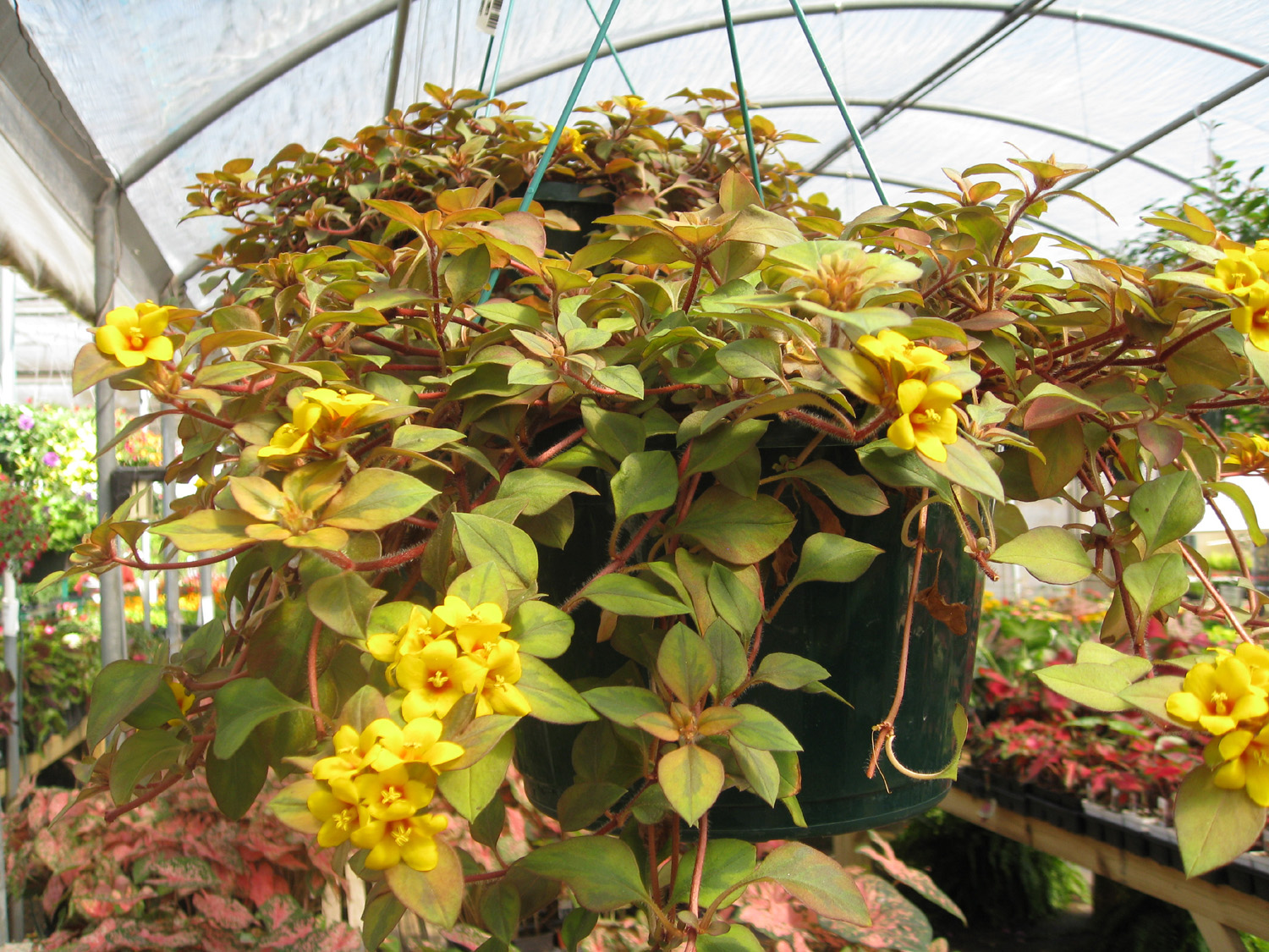 Lysimachia procumbens 'Outback Sunset' / Lysimachia procumbens 'Outback Sunset'