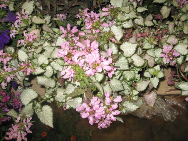 Lamium maculatum 'Pink Chablis' / Pink Chablis Spotted Dead Neetle