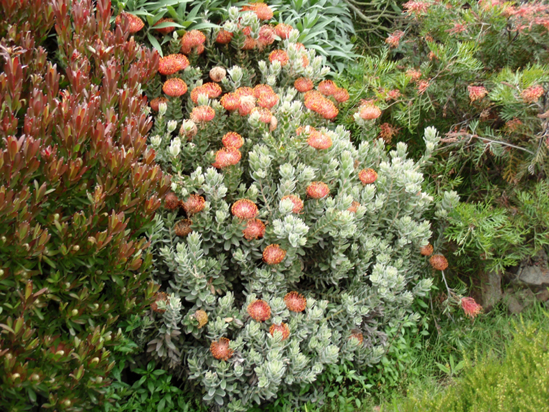 Leucospermum cordifolium / Pincushion Protea