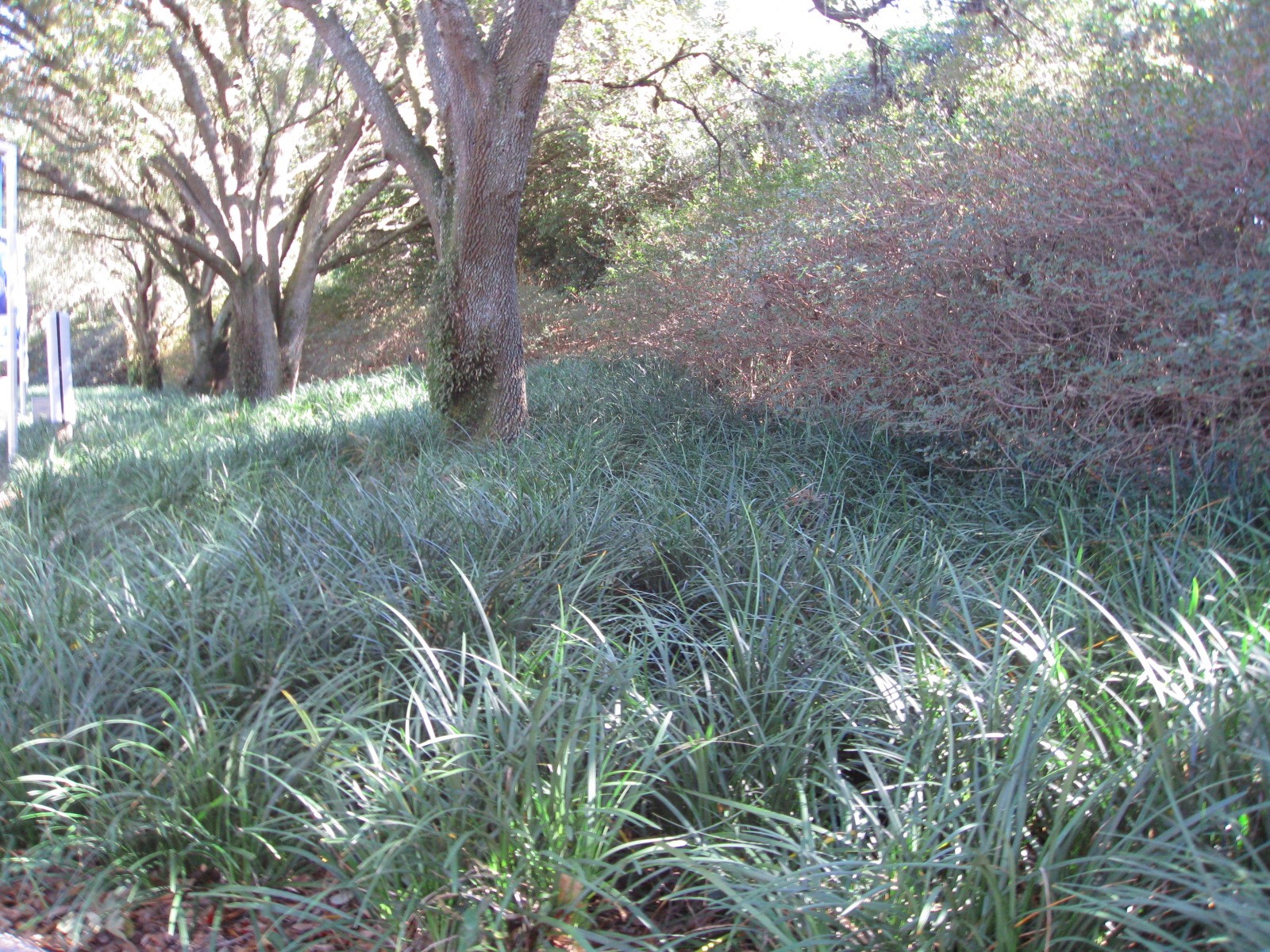 Liriope muscari 'Super Green Giant' / Super Green Liriope