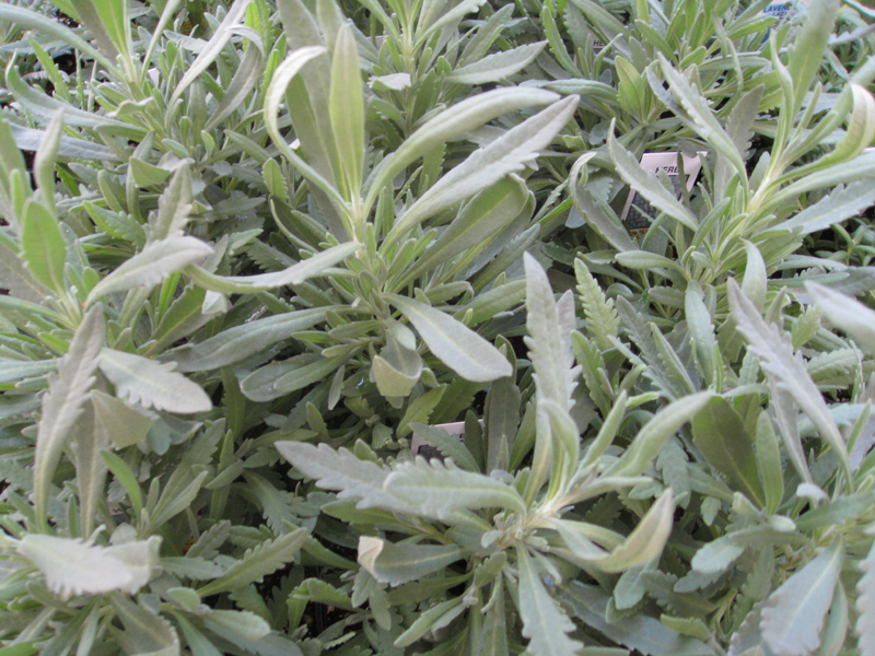 Lavandula heterophylla / Gold Creek Lavender
