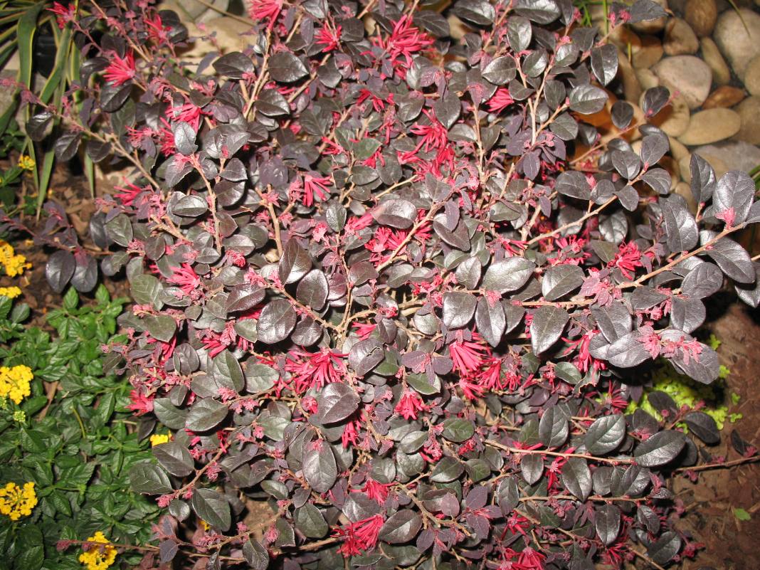 Loropetalum chinense Chang Nian Hong    / Ever Red Purple-leaf Loropetalum