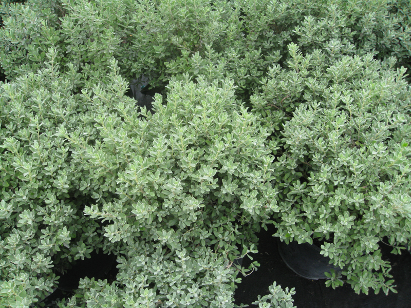 Leucophyllum frutescens 'Greado' / Greado Texas Sage