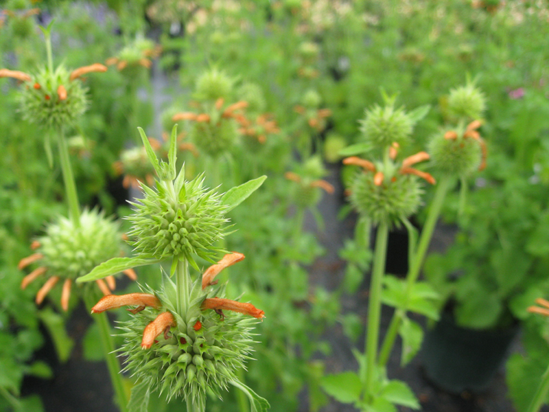 Leonotis leonurus / Lion's Ear