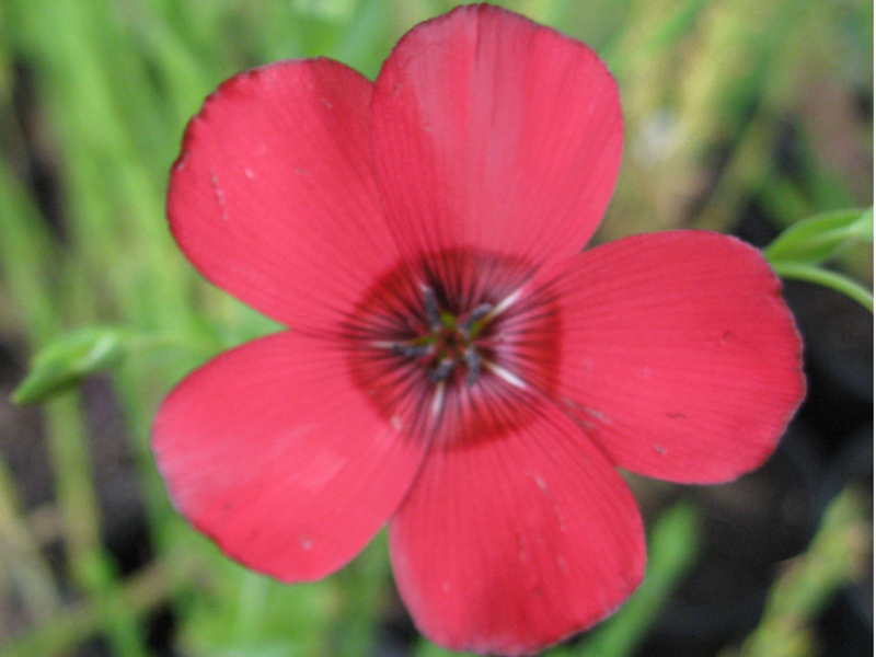 Linum grandiflora 'rubrum'    / Scarlet Flax
