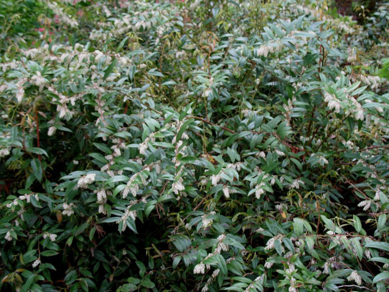 Leucothoe fontanesiana      / Leucothoe fontanesiana     