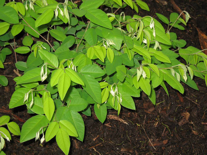 Lespedeza buergeri  / Bush Clover or Japanese Clover