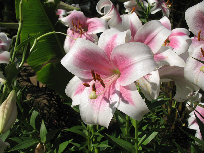 Lilium x 'Triumphator'   / Lilium x 'Triumphator'  