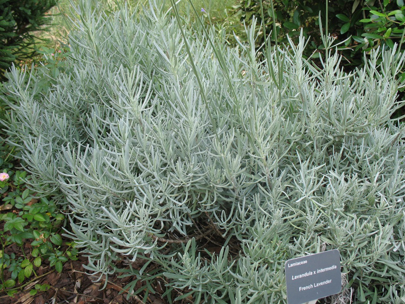 Lavandula x intermedia   / French Lavender, Hybrid Lavender