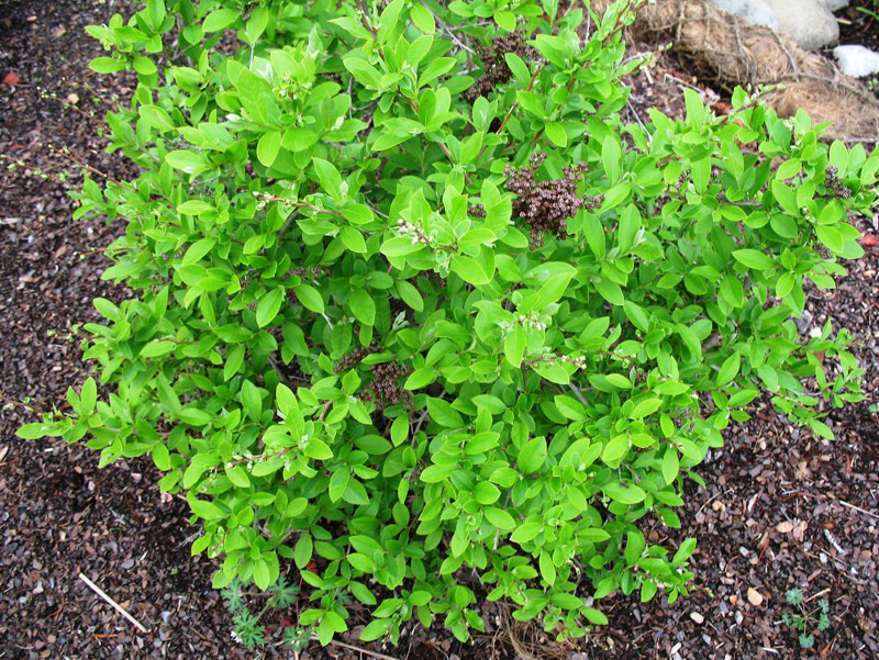 Lyonia ligustrina  / Maleberry