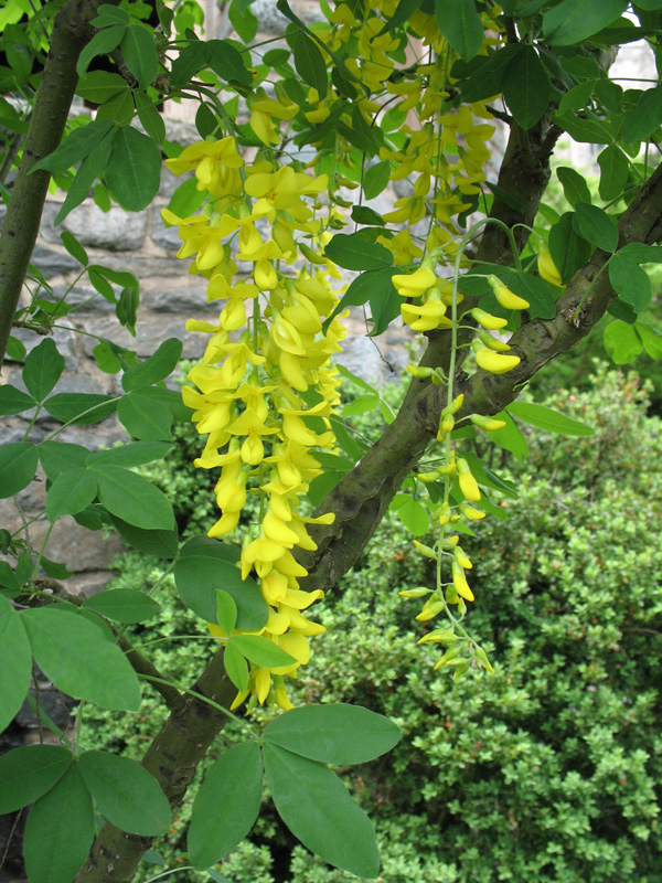 Laburnum x watereri   / Goldenchain Tree, Bean Tree