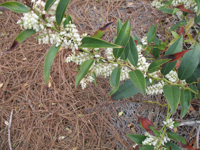 Leucothoe axillaris 'Sarah's Choice / Sarah's Choise Leucothoe