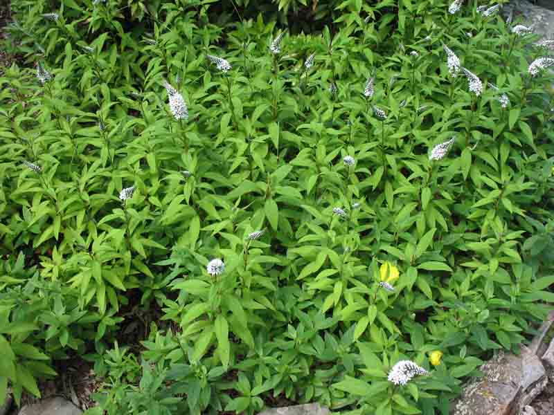 Lysimachia clethroides  / Lysimachia clethroides 