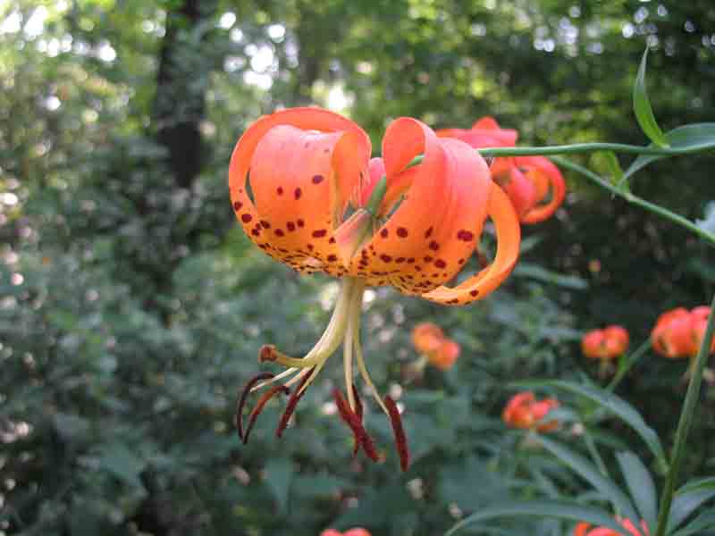 Lilium superbum  / Turk's Cap Lily