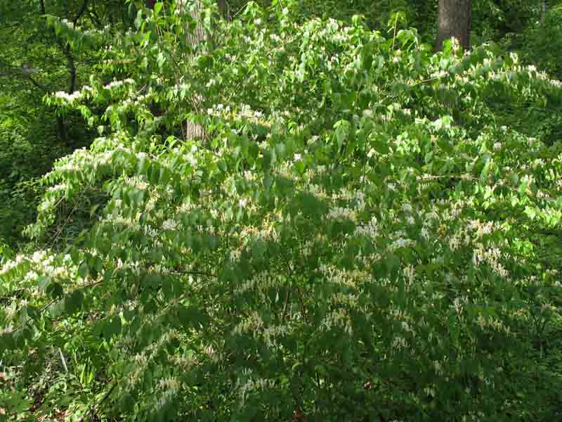 Lonicera tatarica / Tatarian Honeysuckle