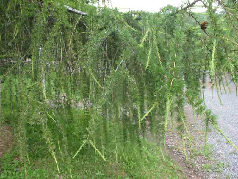 Larix x eurolepis 'Varied Directions'   / Larix x eurolepis 'Varied Directions'  