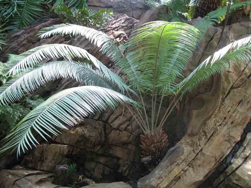 Lepidozamia peroffskyana   / Pineapple Zamia, Palmfern