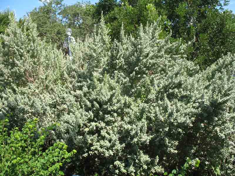 Leucophyllum frutescens 'Silverado'   / Texas Silverado Sage