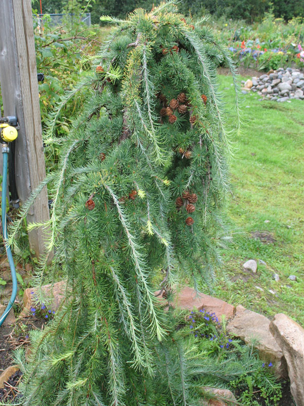 Larix decidua 'Pendula' / Larix decidua 'Pendula'