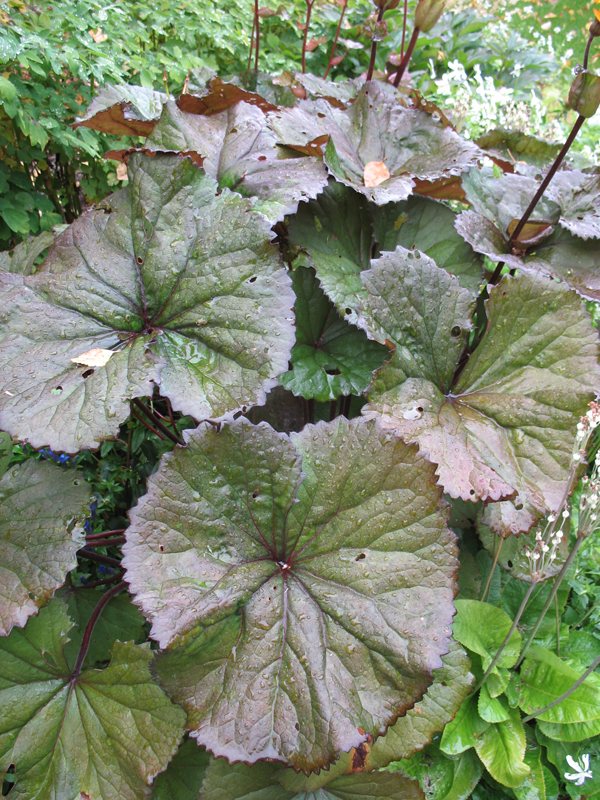 Ligularia dentata ‘Desdemona’ / Bigleaf ligularia