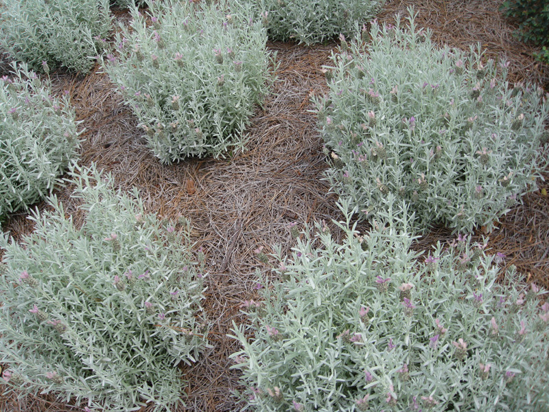 Lavandula stoechas 'Silver Anouk' / Lavandula stoechas 'Silver Anouk'