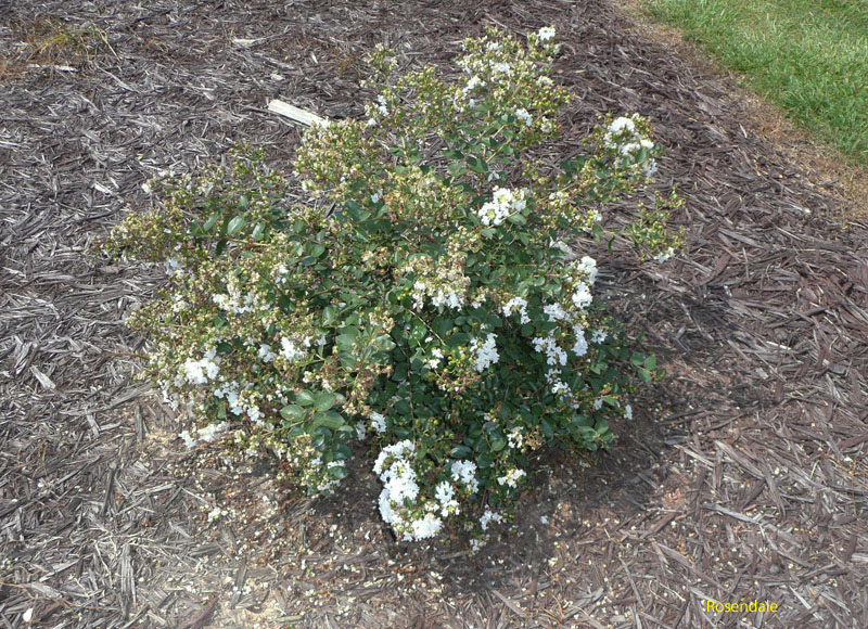 Lagerstroemia indica 'Early Bird White' / Lagerstroemia indica 'Early Bird White'