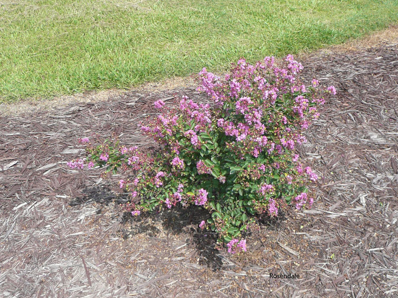 Lagerstromeia indica 'Early Bird  Purple' / Lagerstromeia indica 'Early Bird  Purple'