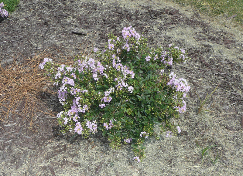 Lagerstroemia indica 'Early Bird Lavender' / Lagerstroemia indica 'Early Bird Lavender'