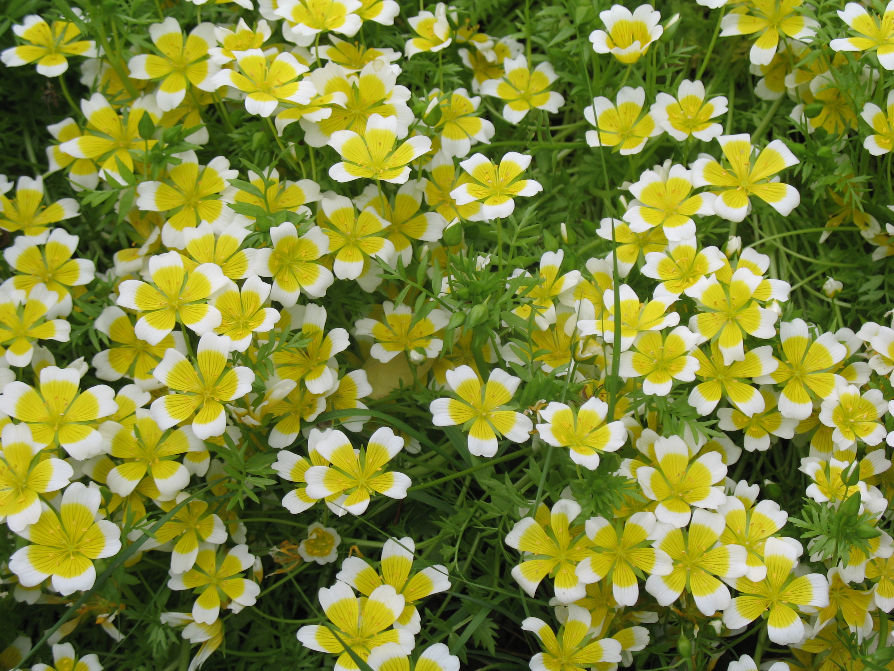 Limnanthes douglasii / Limnanthes douglasii