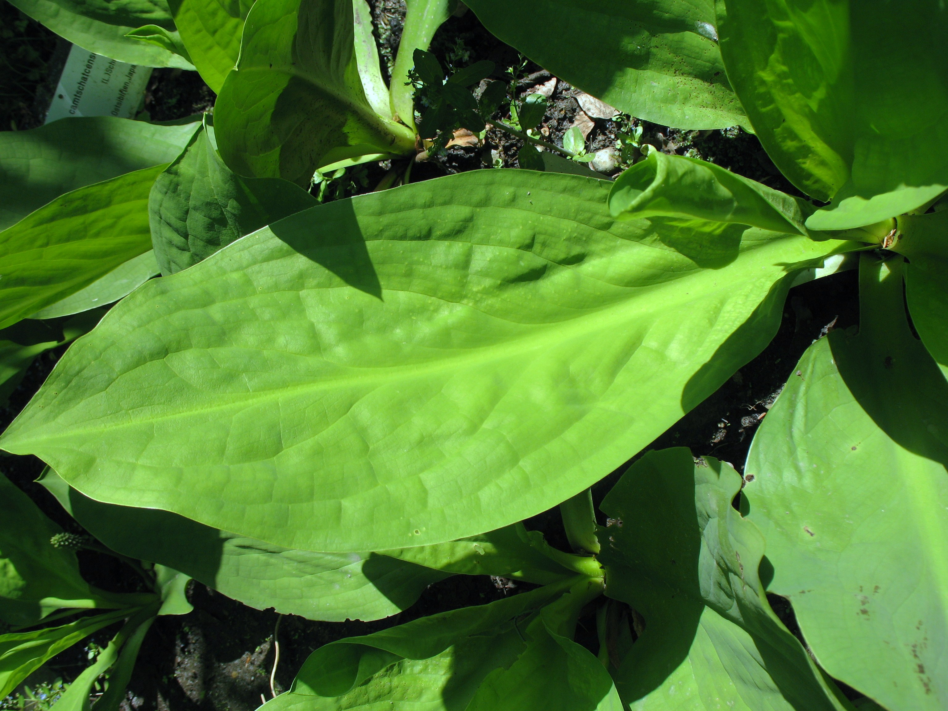 Lysichitum spp. / Skunk Cabbage, Swamp Lantern