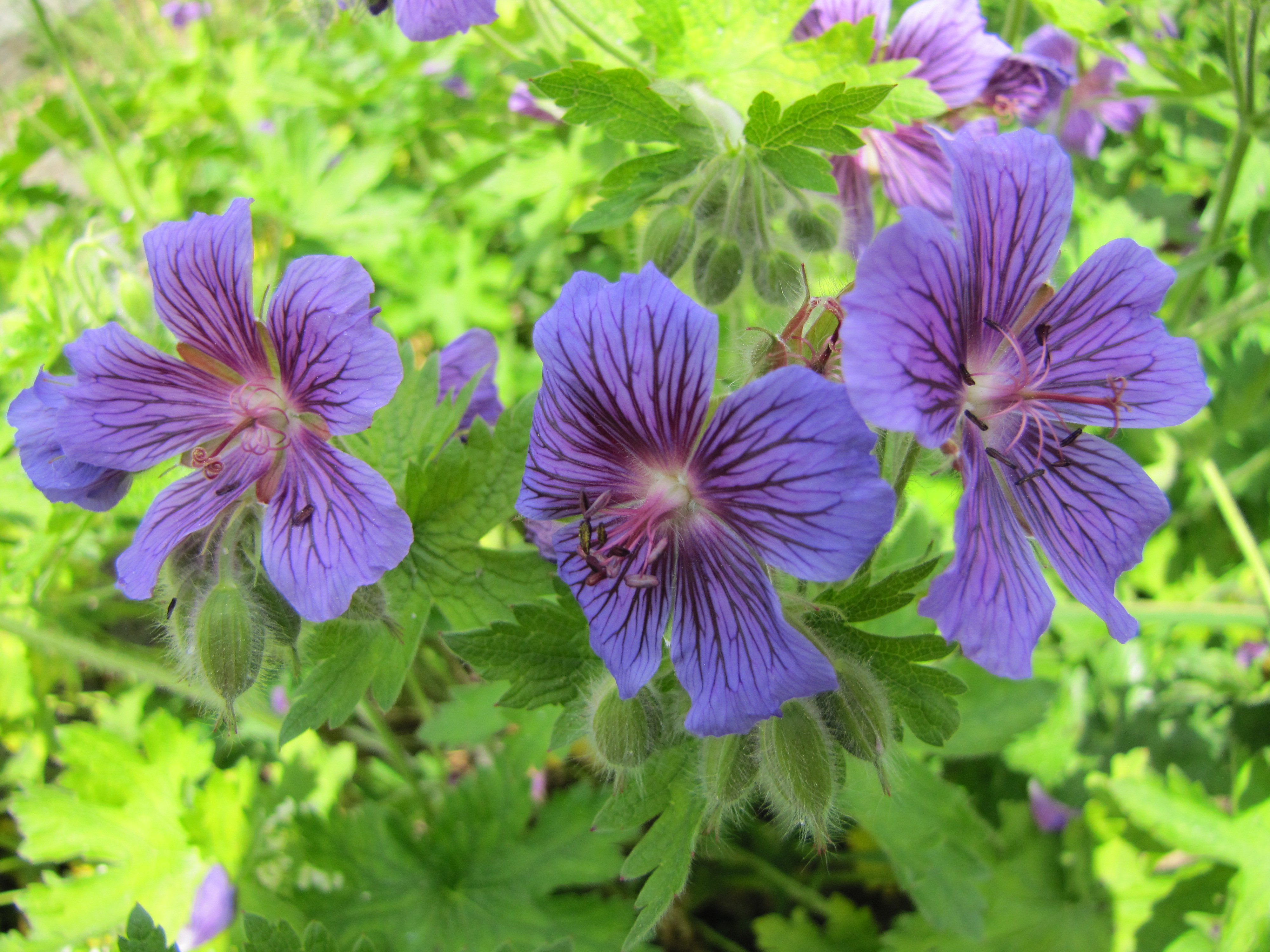 Lythrum junceum / Lythrum junceum
