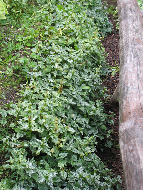 Lamiastrum galeobdolon 'Herman's Pride'   / Yellow Archangel