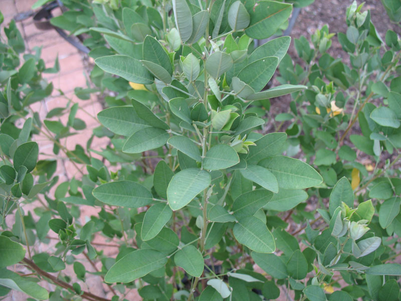 Lespedeza liukiuensis 'Little Volcano'  / Lespedeza liukiuensis 'Little Volcano' 