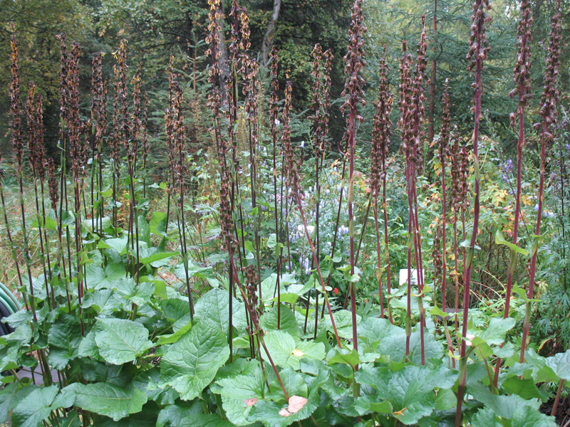 Ligularia sibirica 'Speciosa' / Ligularia sibirica 'Speciosa'