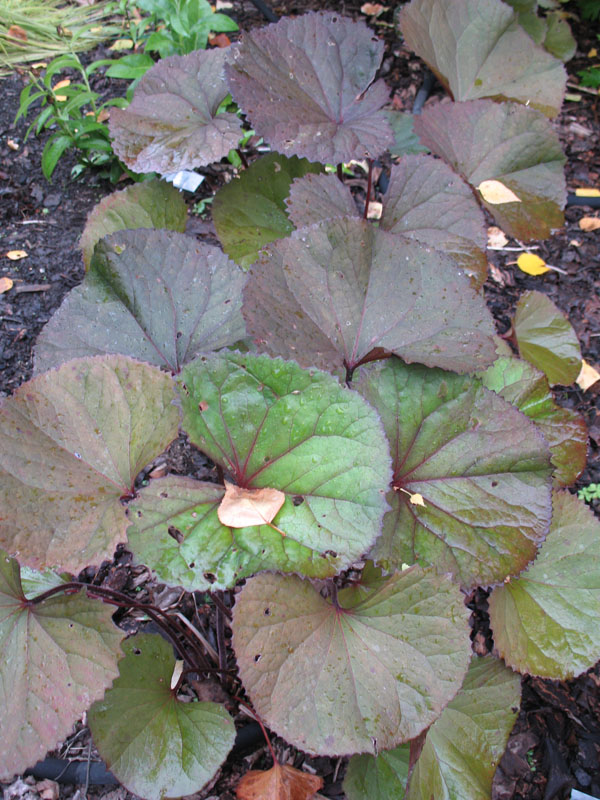 Ligularia dentata 'Othello' / Orange Ligularia