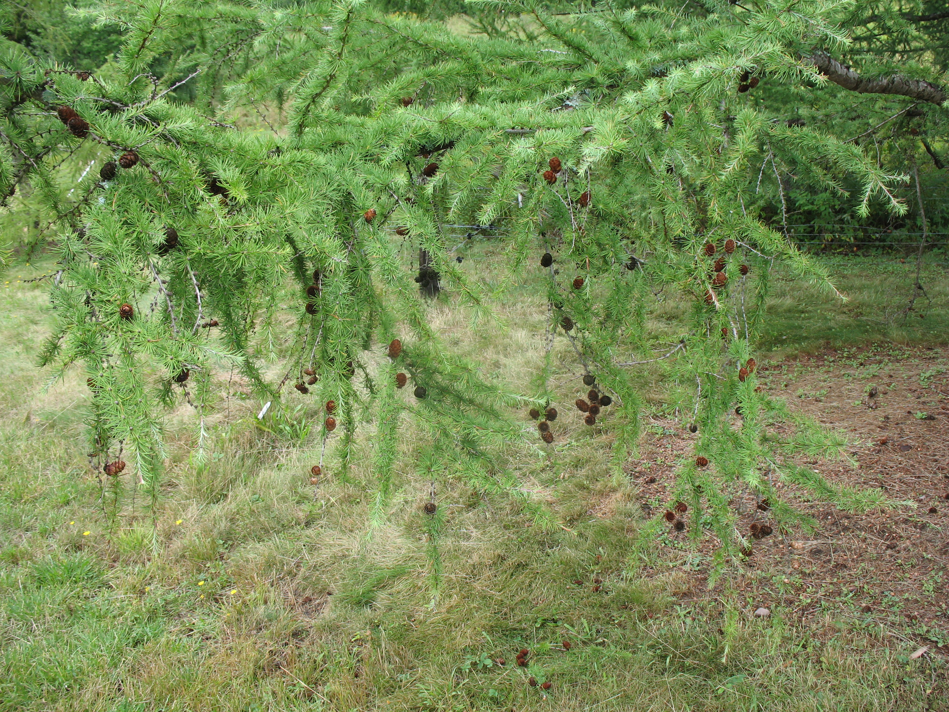 Larix kaempferi  / Larix kaempferi 