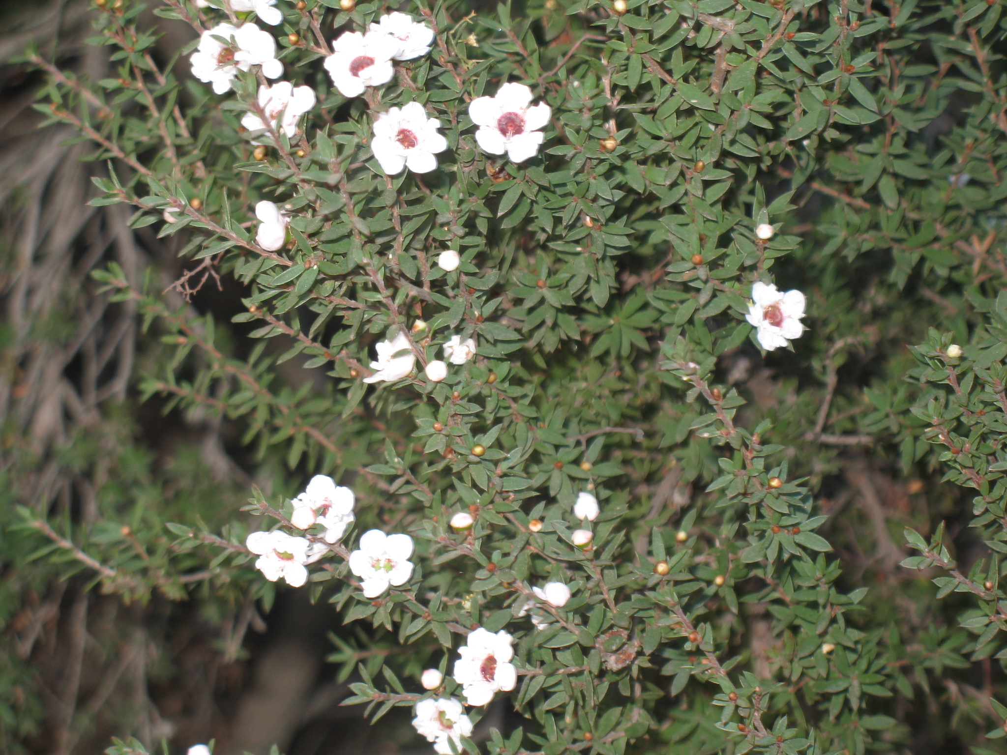 Leptospermum scoparium 'Snow White'  / New Zealand White Tea Tree